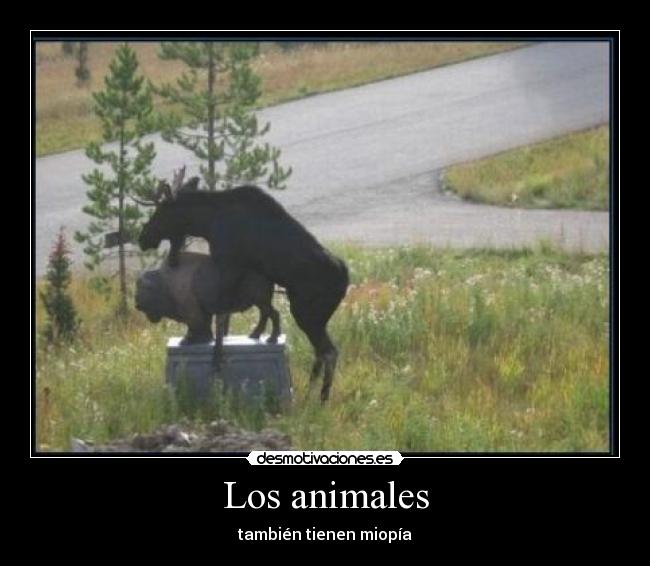 Los animales - también tienen miopía