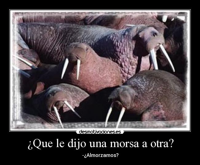 ¿Que le dijo una morsa a otra? -