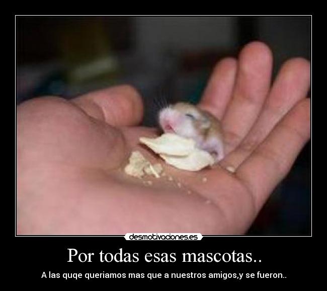 Por todas esas mascotas.. -