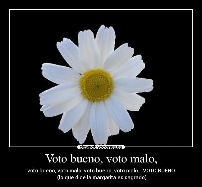 Voto bueno, voto malo, - voto bueno, voto malo, voto bueno, voto malo... VOTO BUENO
 (lo que dice la margarita es sagrado)