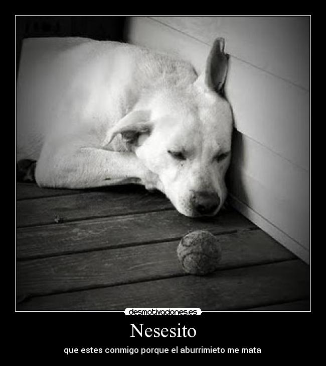 Nesesito - 