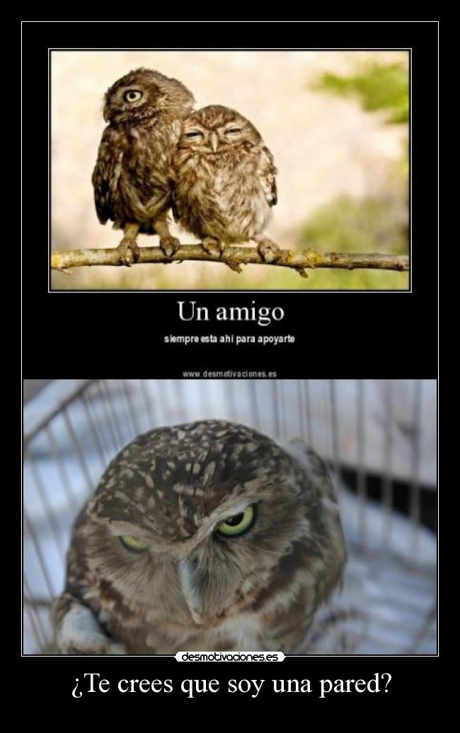 carteles crees que soy una pared fofito buho are you fucking kidding desmotivaciones