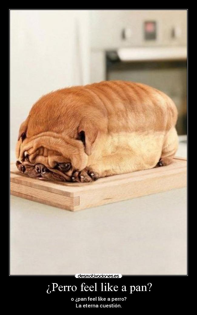 ¿Perro feel like a pan? -