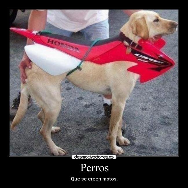 Perros - Que se creen motos.