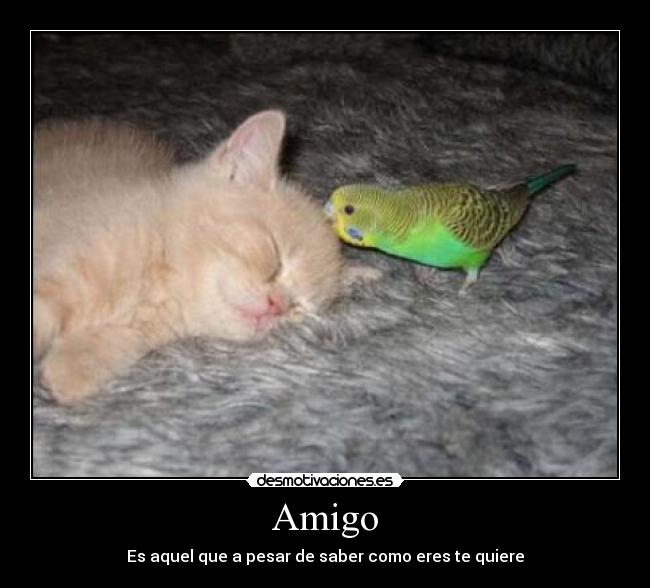 Amigo - Es aquel que a pesar de saber como eres te quiere