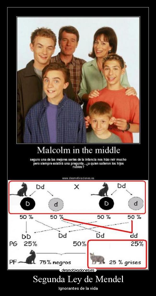 Segunda Ley de Mendel -