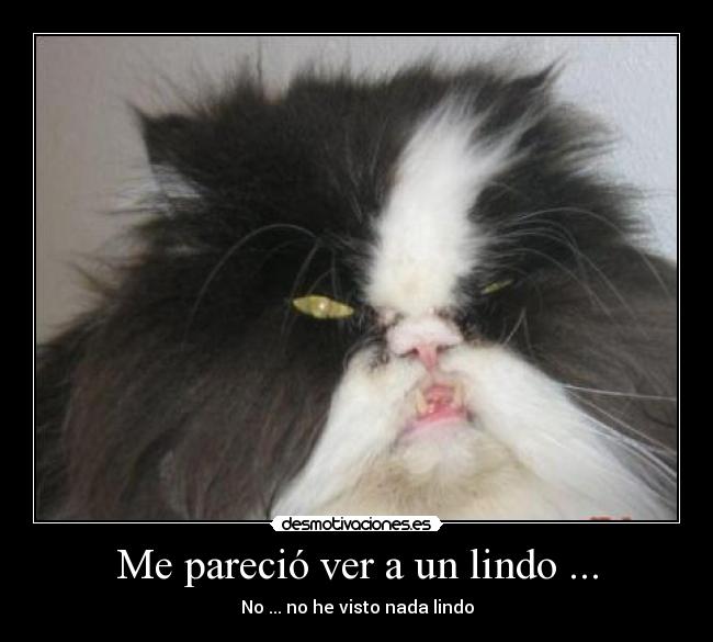 Me pareció ver a un lindo ... - No ... no he visto nada lindo