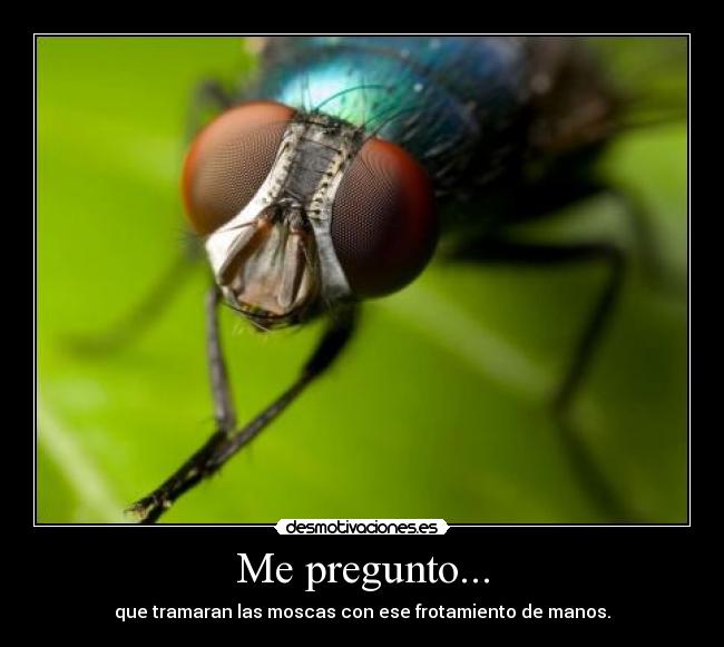 carteles pregunto que tramaran las moscas con ese frotamiento manos desmotivaciones