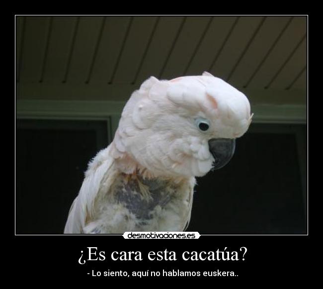 ¿Es cara esta cacatúa? - - Lo siento, aquí no hablamos euskera..