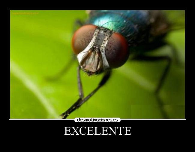 EXCELENTE - 