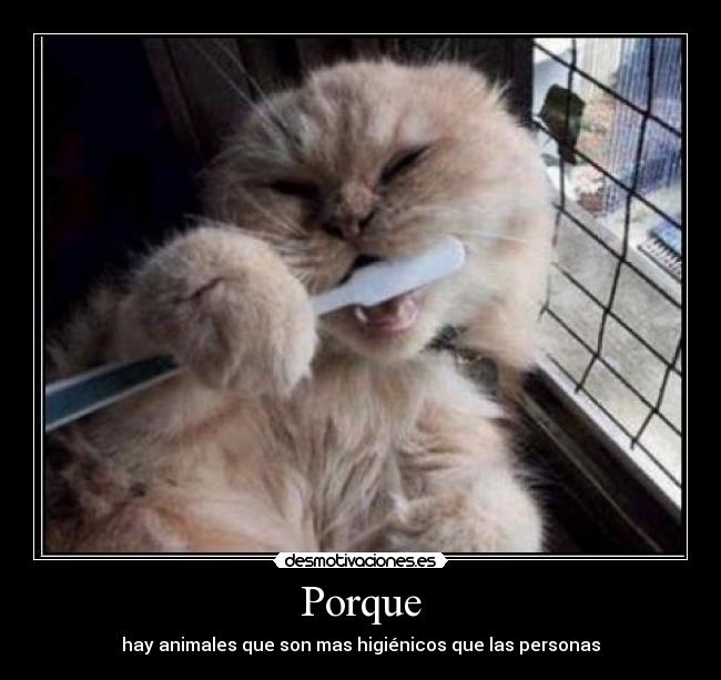 Porque - hay animales que son mas higiénicos que las personas