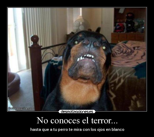 No conoces el terror... - 