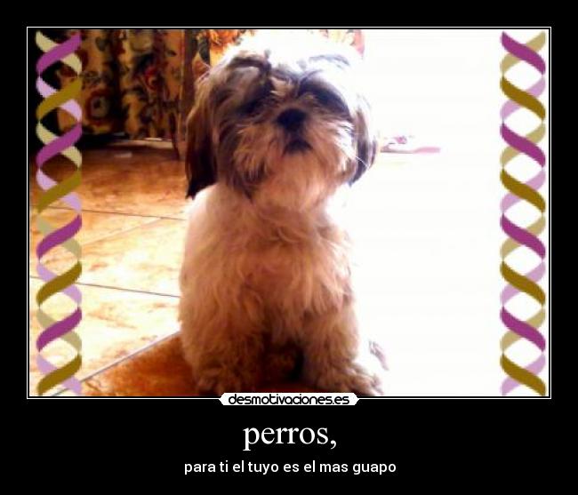 perros, - para ti el tuyo es el mas guapo