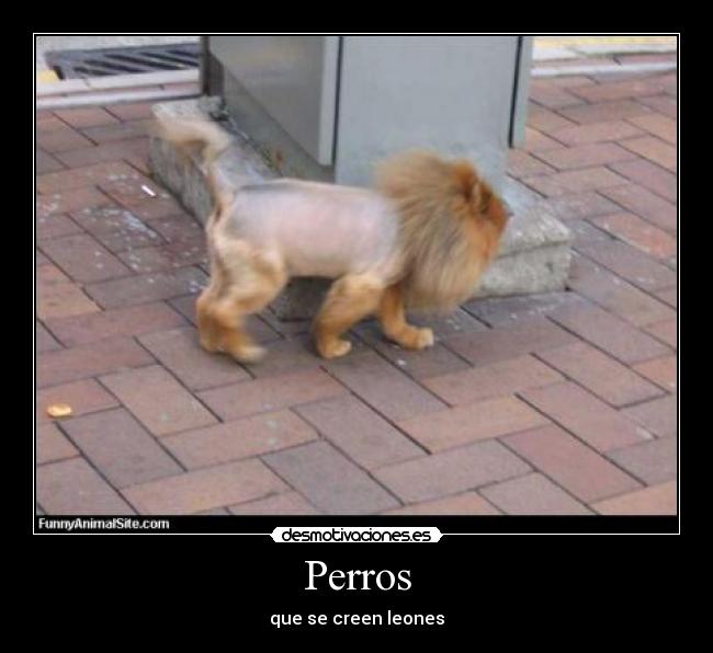 Perros - que se creen leones