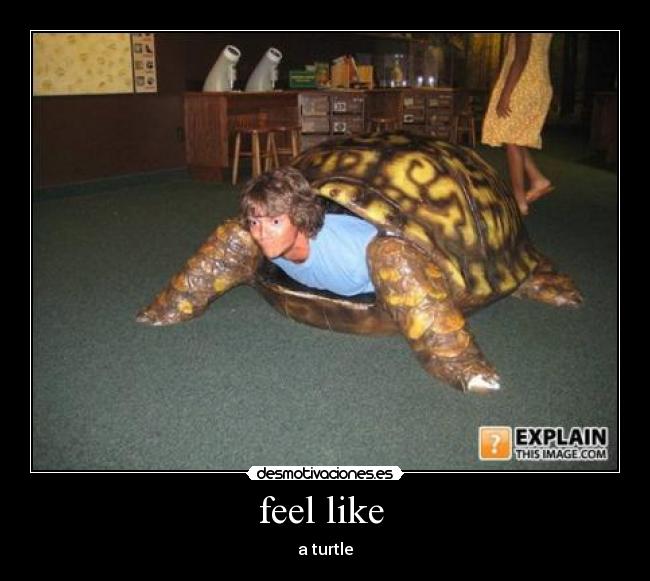 carteles tortuga feel likecaparazon desmotivaciones