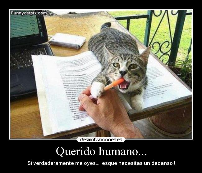 Querido humano... - Si verdaderamente me oyes...  esque necesitas un decanso !