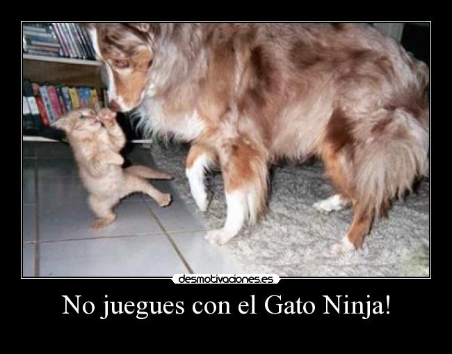 No juegues con el Gato Ninja! -