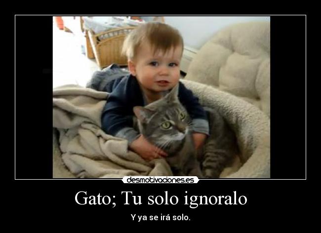 Gato; Tu solo ignoralo - 