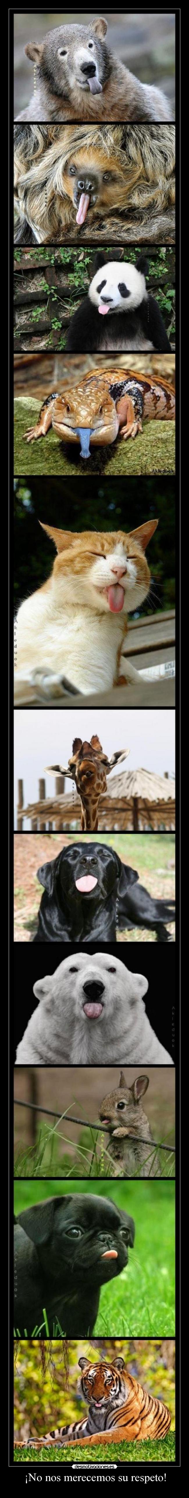 ¡No nos merecemos su respeto! -