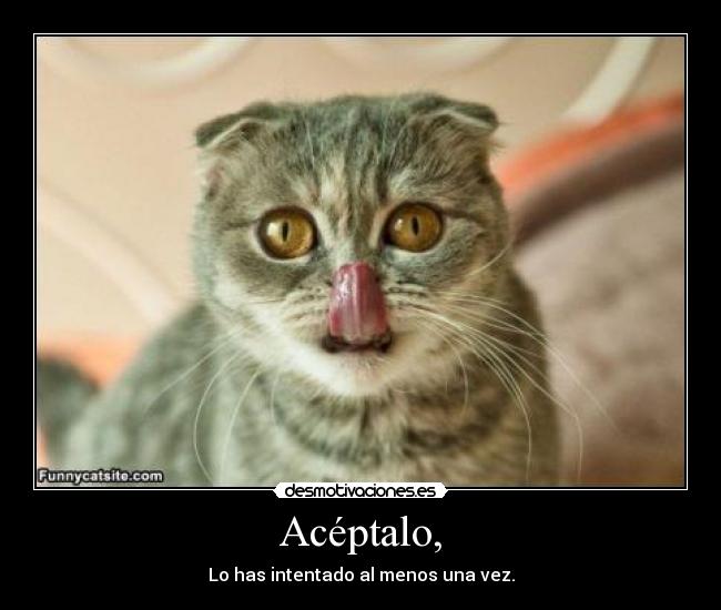 Acéptalo, - Lo has intentado al menos una vez.