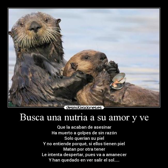 Busca una nutria a su amor y ve - Que la acaban de asesinar
Ha muerto a golpes de sin razón
Solo querían su piel
Y no entiende porqué, si ellos tienen piel
Matan por otra tener
Le intenta despertar, pues va a amanecer
Y han quedado en ver salir el sol.....