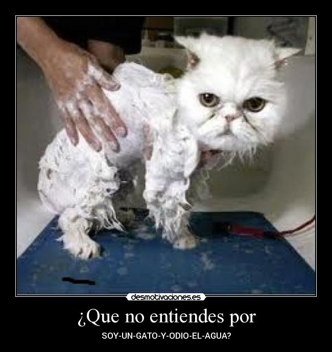 ¿Que no entiendes por -