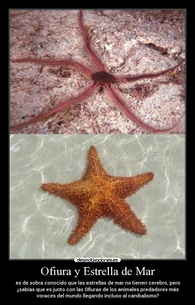 Ofiura y Estrella de Mar - es de sobra conocido que las estrellas de mar no tienen cerebro, pero
¿sabías que es junto con las Ofiuras de los animales predadores más
voraces del mundo llegando incluso al canibalismo?