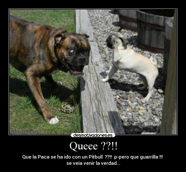 Queee ??!! - Que la Paca se ha ido con un Pitbull  ??!!  p-pero que guarrilla !!! 
se veía venir la verdad...