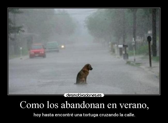 Como los abandonan en verano, - 