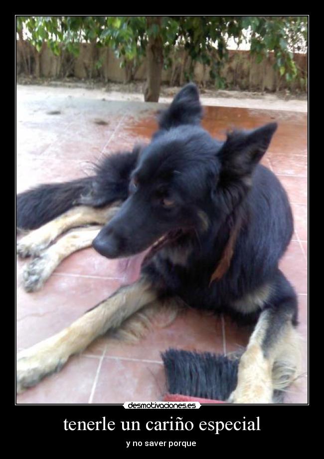 tenerle un cariño especial -