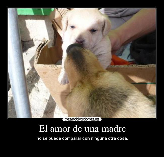 carteles amor madre madre desmotivaciones