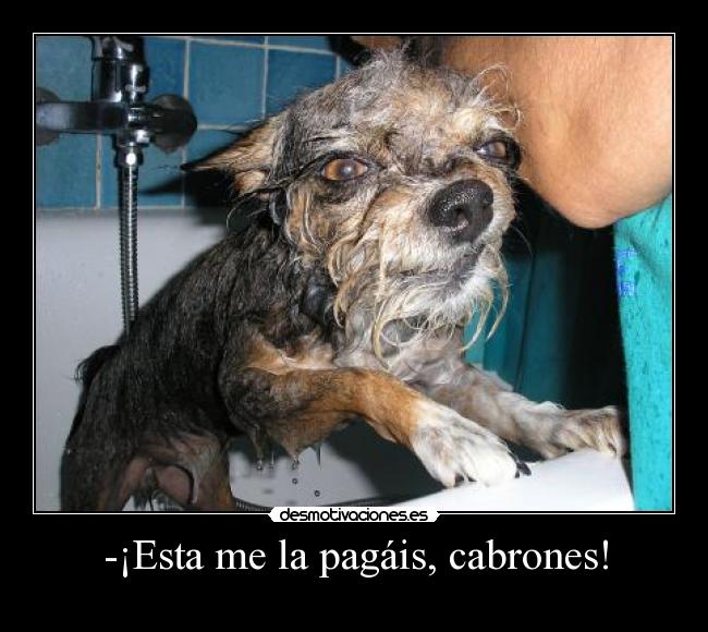 -¡Esta me la pagáis, cabrones! -