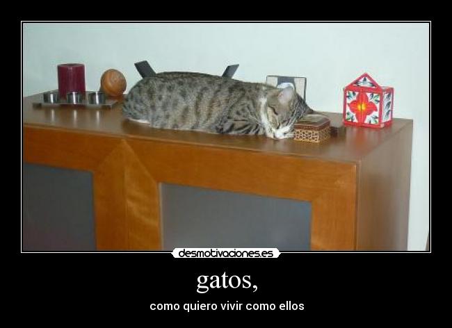 gatos, - 