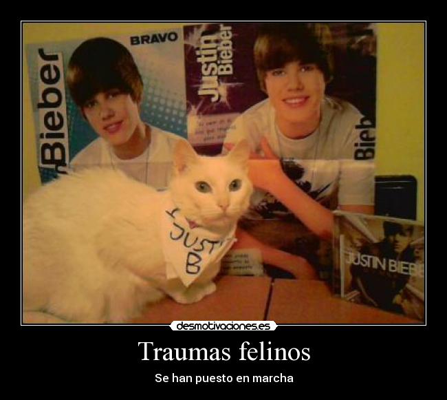 Traumas felinos -