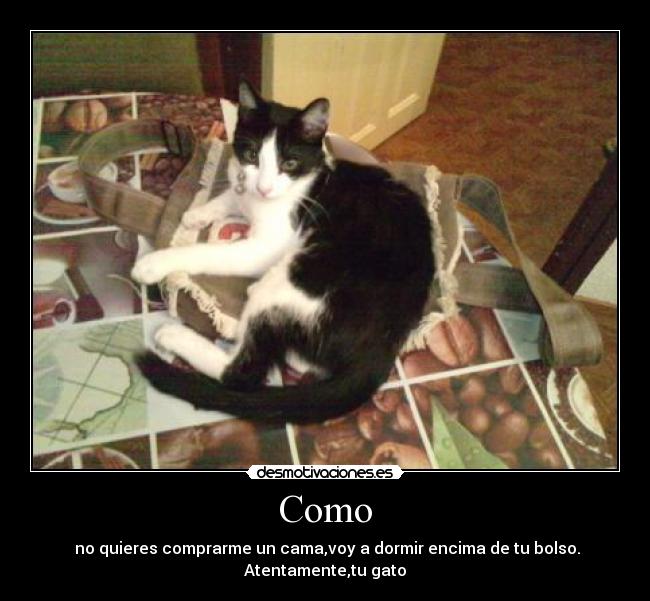Como - no quieres comprarme un cama,voy a dormir encima de tu bolso.
Atentamente,tu gato