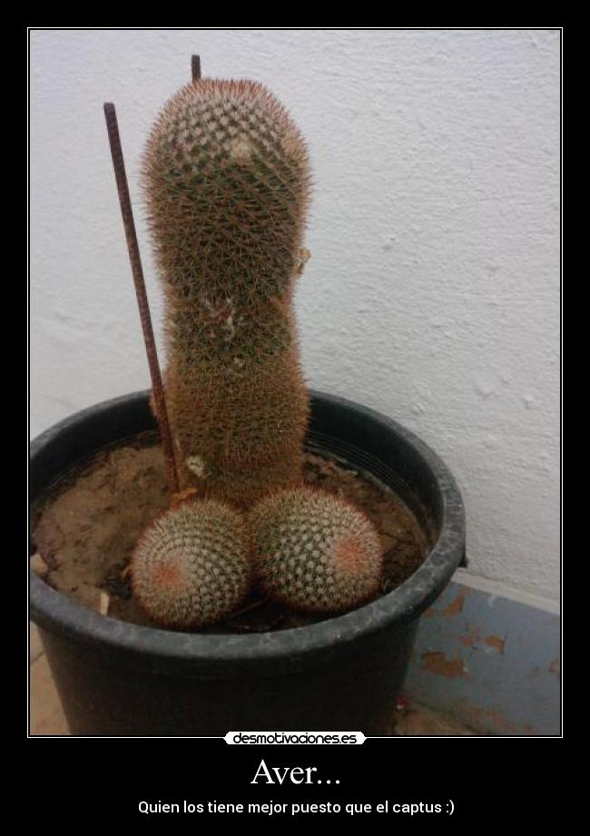 Aver... - Quien los tiene mejor puesto que el captus :)