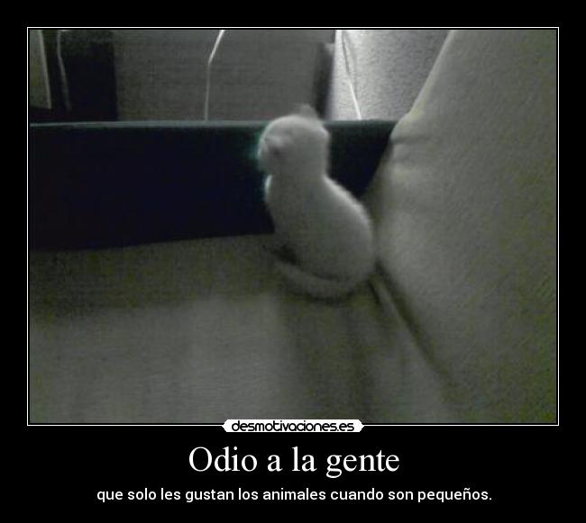 carteles odio gatita desmotivaciones