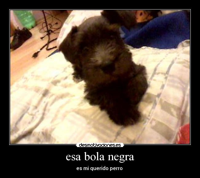 esa bola negra - es mi querido perro