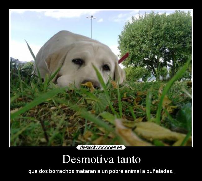 Desmotiva tanto - que dos borrachos mataran a un pobre animal a puñaladas..