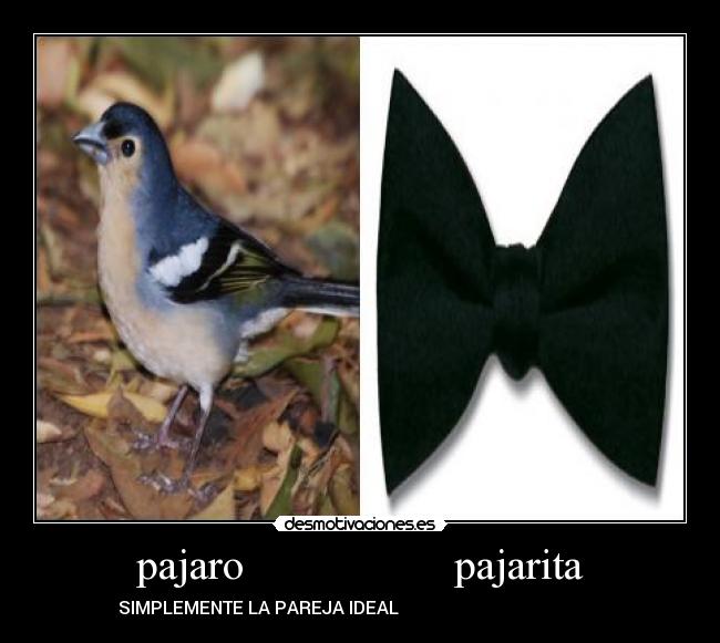 pajaro                   pajarita - 