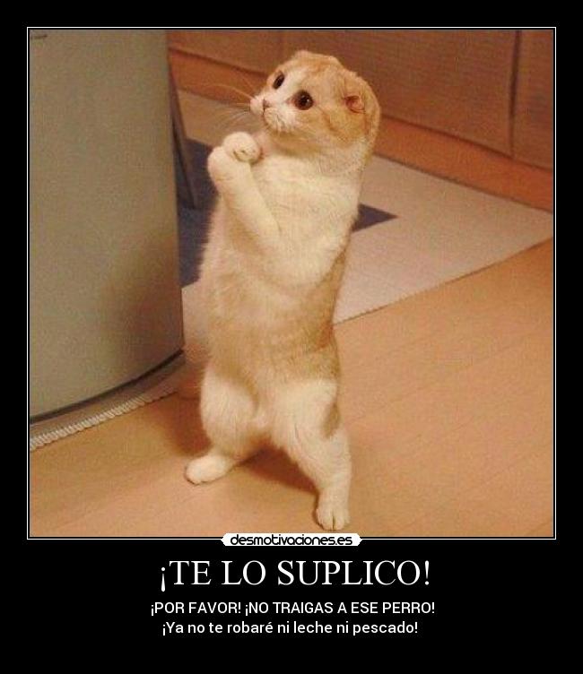 ¡TE LO SUPLICO! - ¡POR FAVOR! ¡NO TRAIGAS A ESE PERRO!
¡Ya no te robaré ni leche ni pescado!