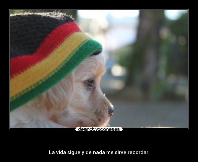 carteles xicalocarfm one lof reggae swan fyahbwoy desmotivaciones