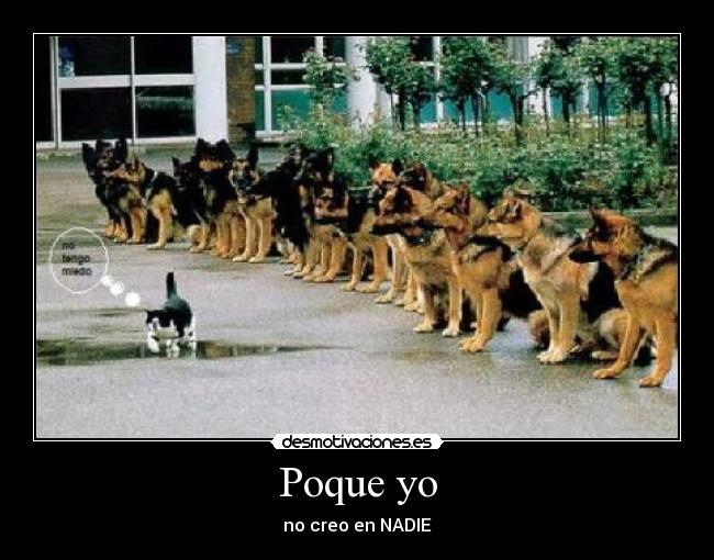 carteles gato desmotivaciones