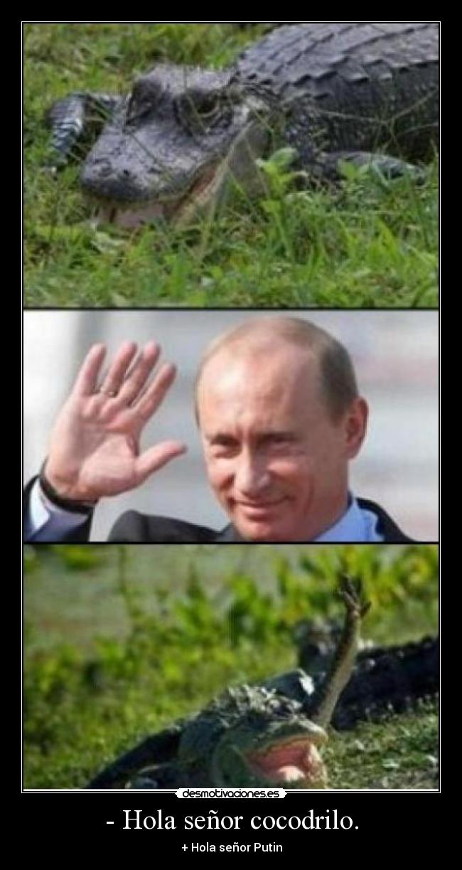 - Hola señor cocodrilo. - 