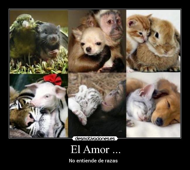 El Amor ... - No entiende de razas ♥ 