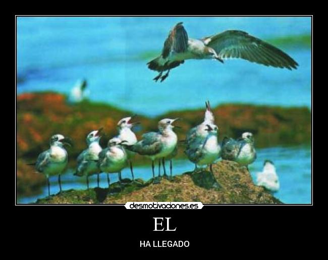EL - HA LLEGADO