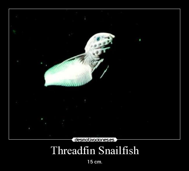 Threadfin Snailfish - 15 cm.