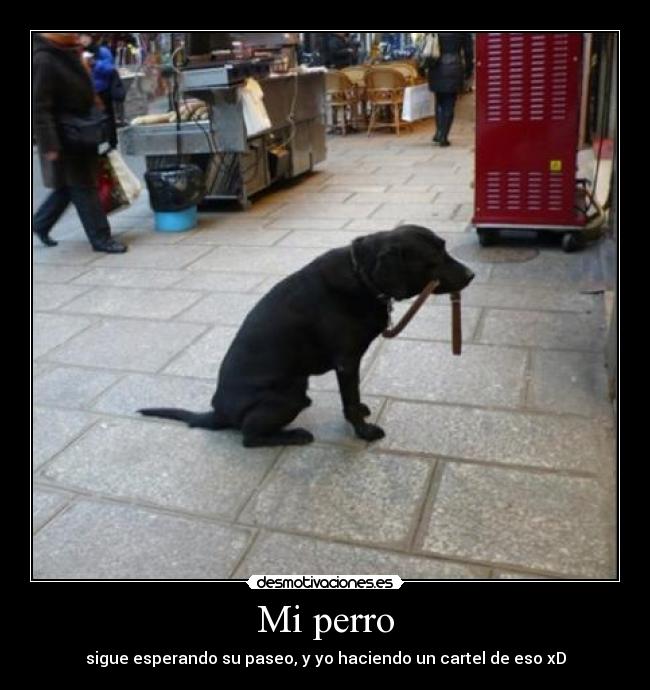 Mi perro -
