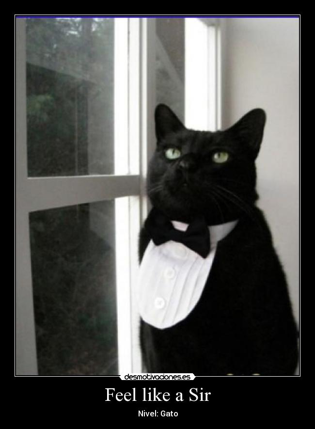 carteles feel like sir nivel gato desmotivaciones