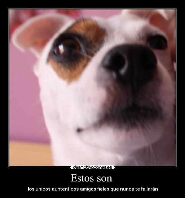 Estos son - los unicos auntenticos amigos fieles que nunca te fallarán